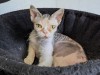 Lotti