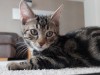 Maru