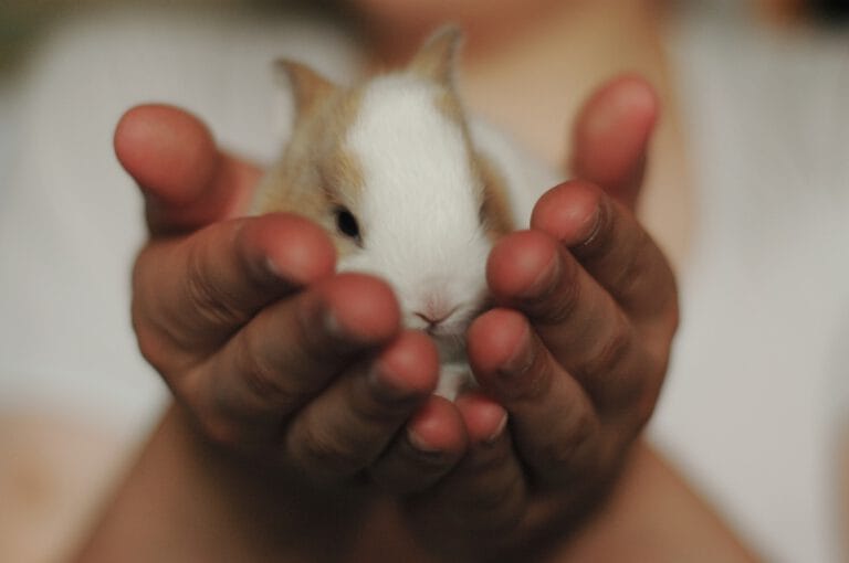 rabbit-2742525_1920-768x510