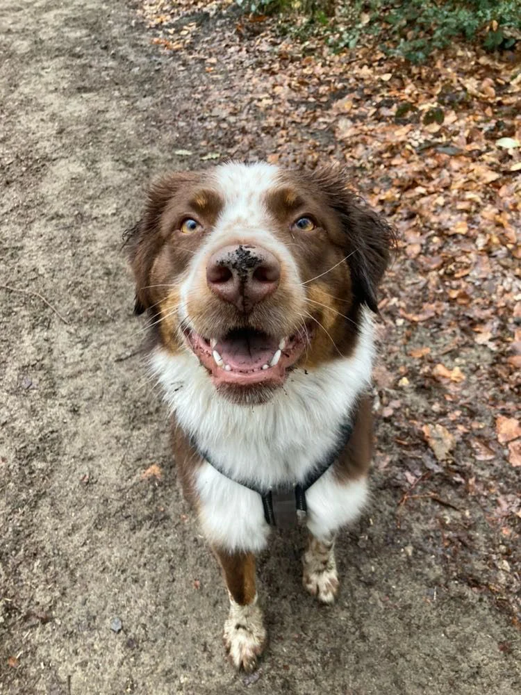 Maxim, Australian Shepherd – Tierfreunde Lüdinghausen