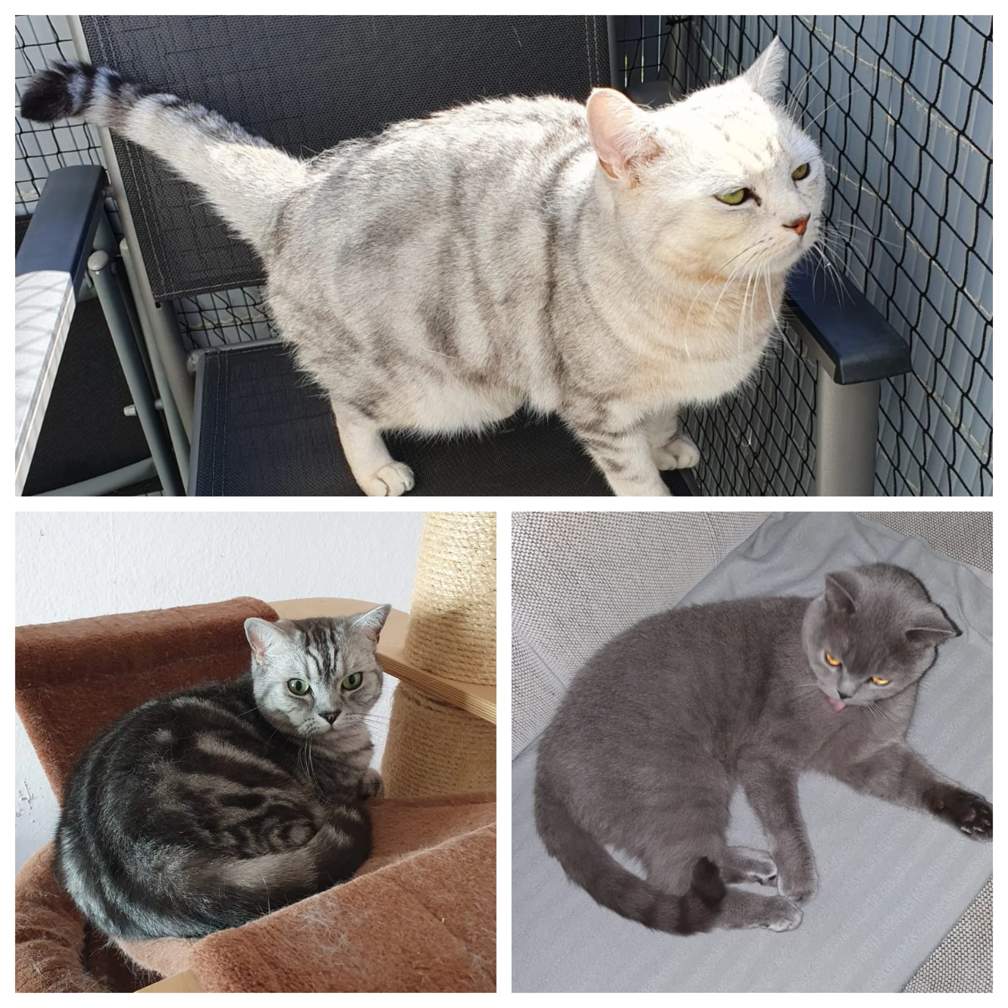 Milo, Britisch Kurzhaar – Tierfreunde Lüdinghausen