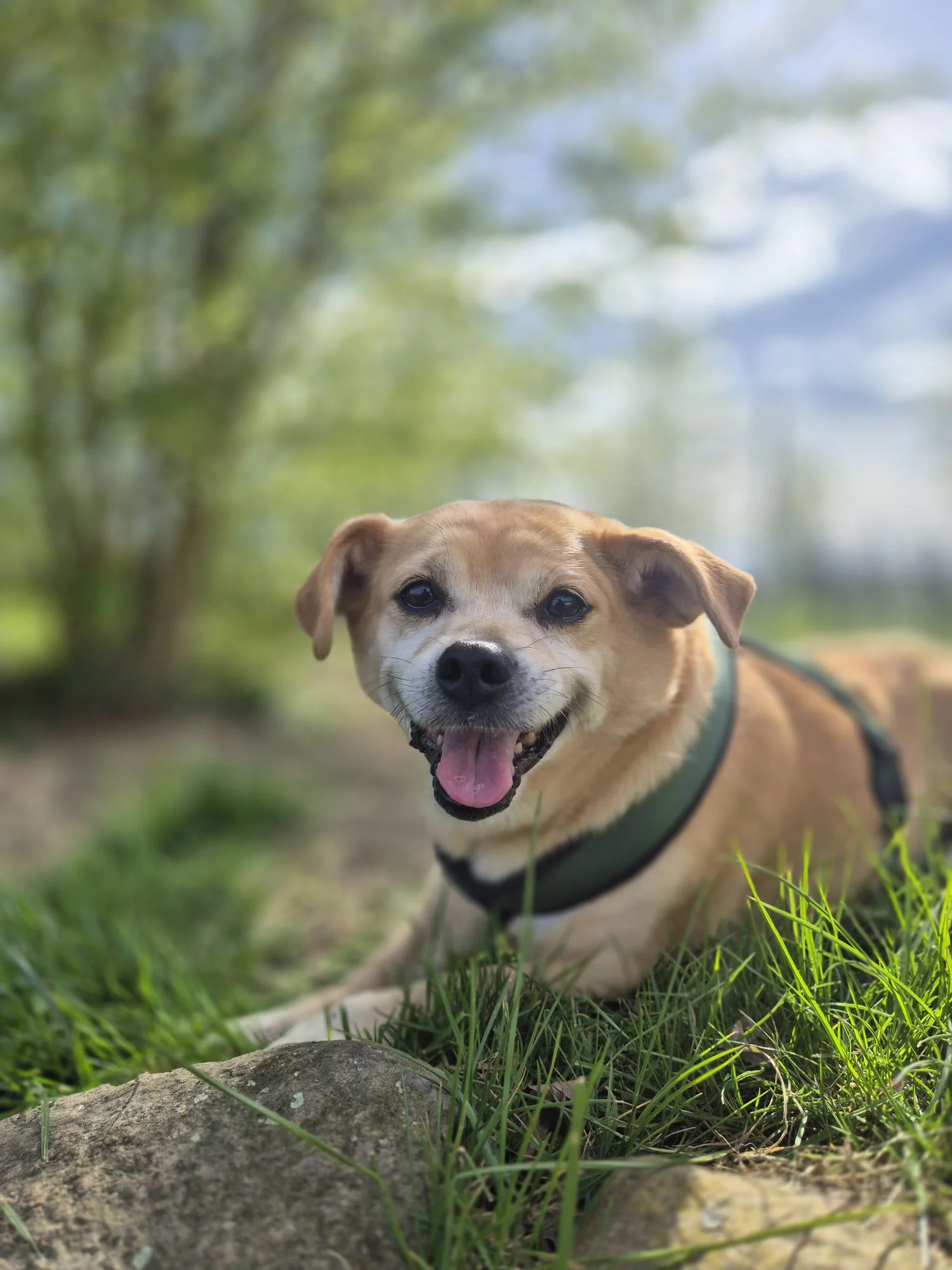 Stella – Tierfreunde Lüdinghausen