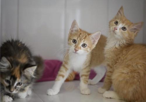 04fe9cf0-66ec-4a29-ab98-d8efe1b24703