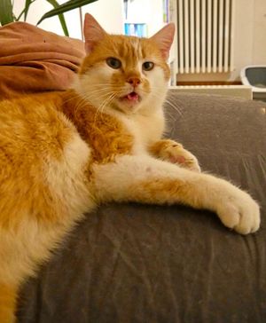 csm Kitkat3 8cd4a7e047