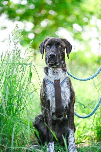 Vermittelte Tiere 2022