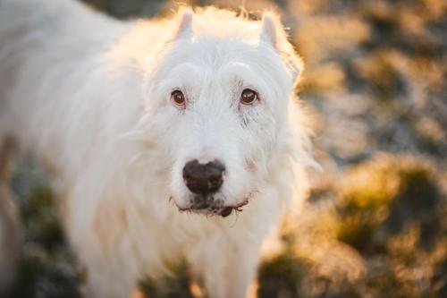 Vermittelte Tiere 2023