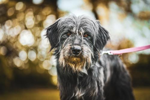 Vermittlete Tiere 2024