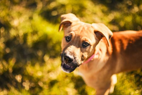 1 dsc68358500496930511943624