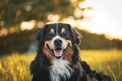 53bf025c-cb1b-406f-9864-d74c8b780866-1