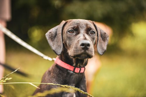 Vermittlete Tiere 2025